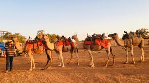 Broken Hill Camels - Accommodation Broken Hill